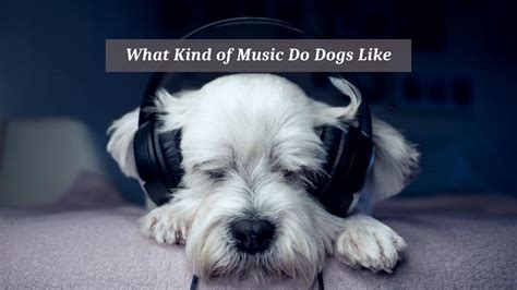 Do Dogs Like Music? And Can They Tell If It's Jazz or Just Noise?