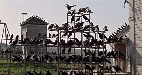 In cerca di risposte esistenziali?  La notte degli uccelli  di Hitchcock ti porterà verso il lato oscuro della natura!