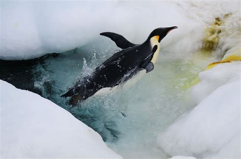 Where Can You Swim with Penguins: A Dive into the Uncharted Waters of Imagination