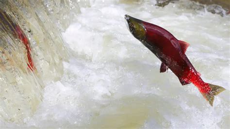 Why Do Salmon Swim Upstream: A Journey Against the Current